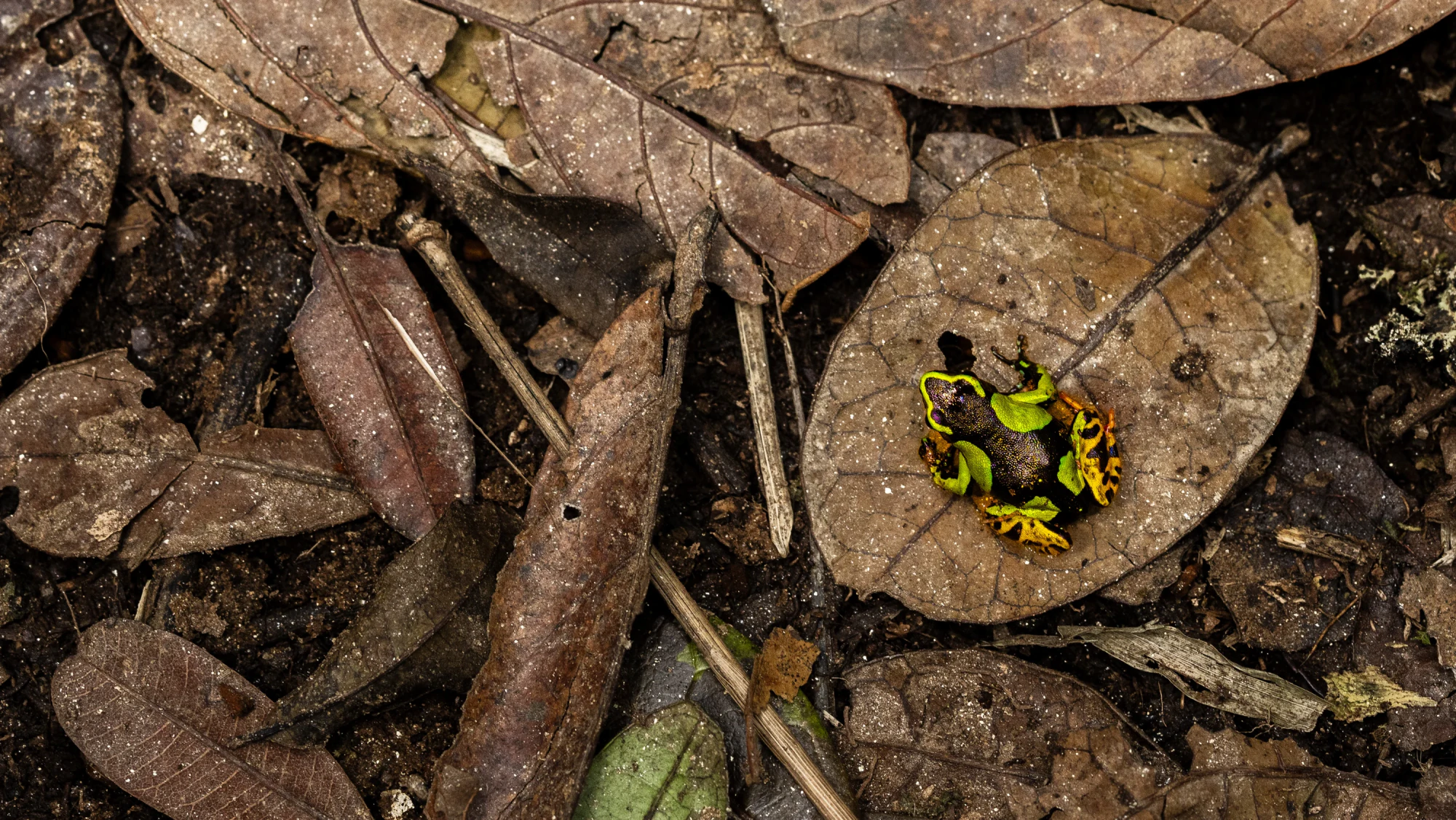 Startsidans hero-bild för Fröstad Naturfoto