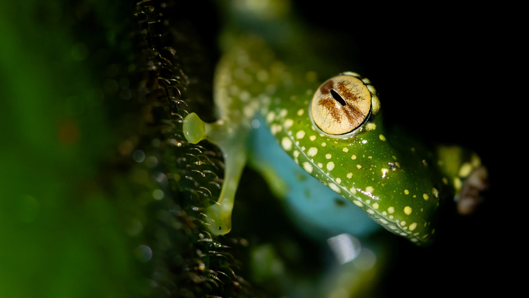Startsidans hero-bild för Fröstad Naturfoto