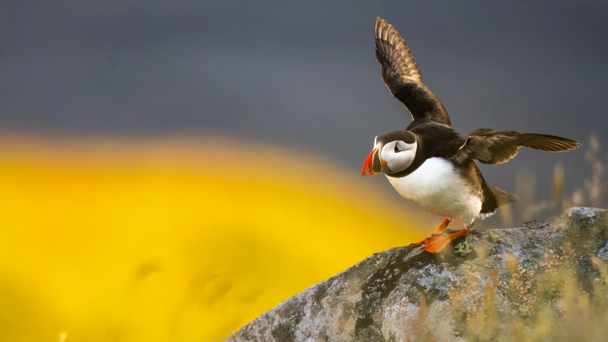 Startsidans hero-bild för Fröstad Naturfoto