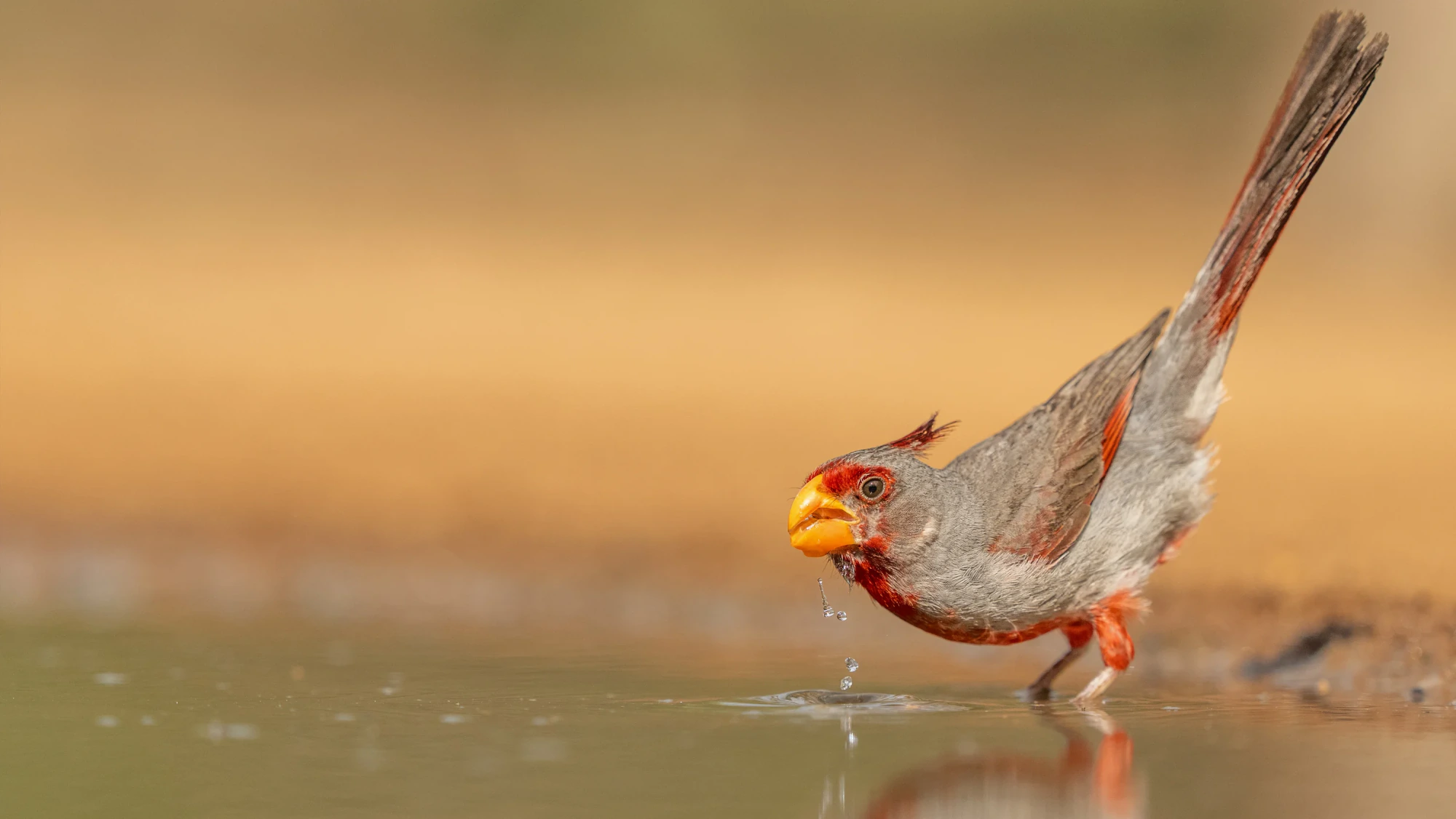 Startsidans hero-bild för Fröstad Naturfoto